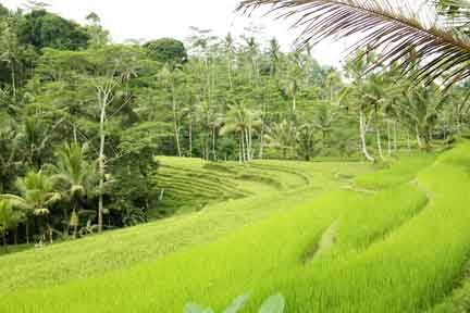Rice-Terraces-NextLevel-Surfcamp-Bali.jpg